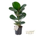 Ficus elastica 'Sofia'