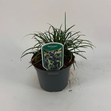 Ophiopogon japonicus