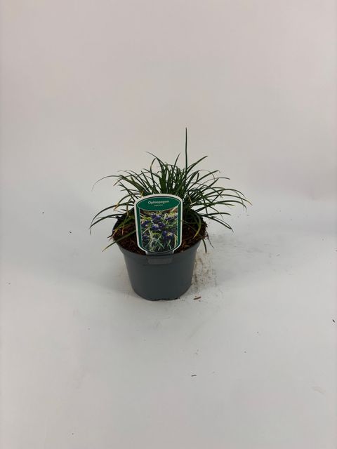 Ophiopogon japonicus