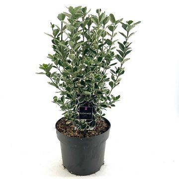 Euonymus japonicus 'Kathy'