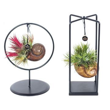 Arrangement Tillandsia