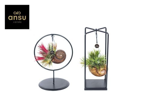 Arrangement Tillandsia