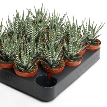 Haworthia fasciata 'Big Band'