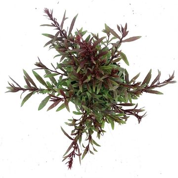 Gaura lindheimeri BABY BUTTERFLY DARK PINK