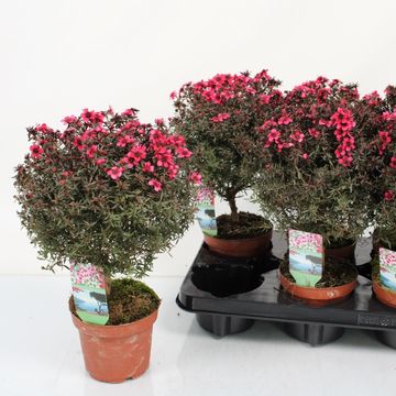 Leptospermum scoparium