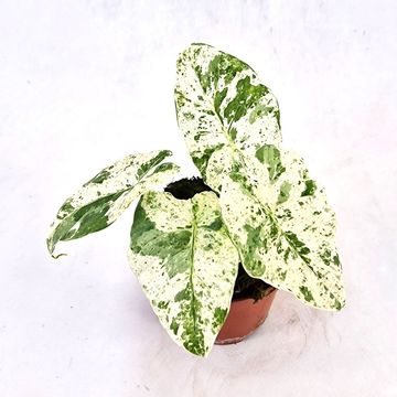 Alocasia odora 'Batik Variegata'