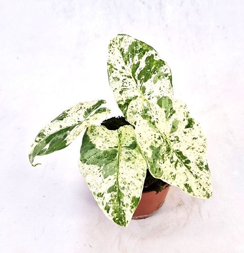 Alocasia odora 'Batik Variegata'