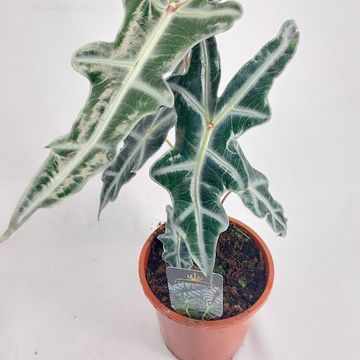 Alocasia sanderiana 'Nobilis'