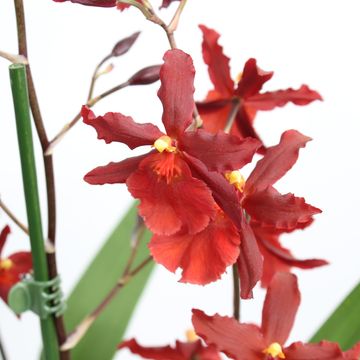 x Vuylstekeara Cambria 'Plush'