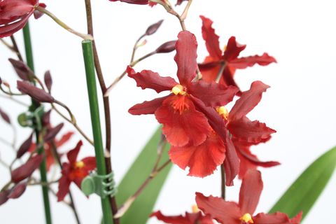 x Vuylstekeara Cambria 'Plush'