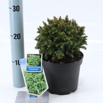 Cryptomeria japonica 'Compressa'