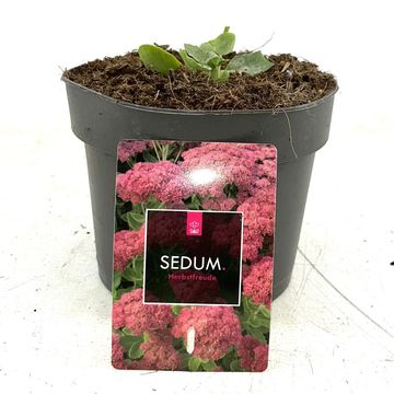 Sedum 'Herbstfreude'