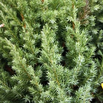 Juniperus chinensis 'Stricta'