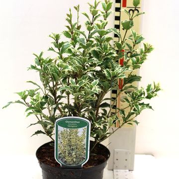 Osmanthus heterophyllus 'Variegatus'