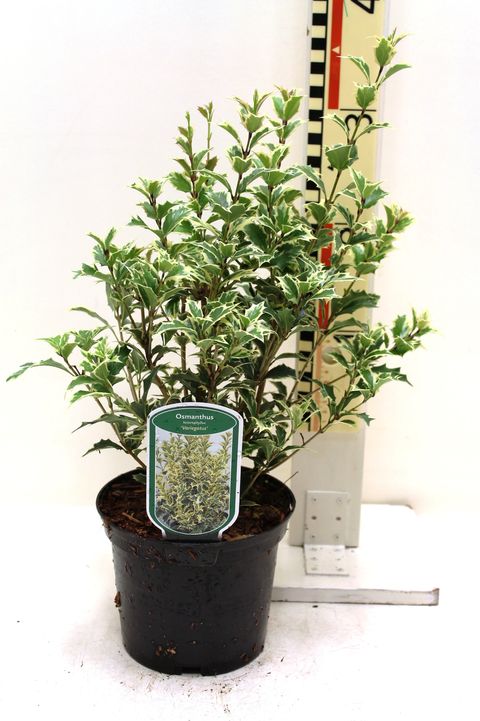 Osmanthus heterophyllus 'Вариегатус'