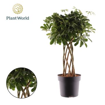 Schefflera arboricola 'Compacta'