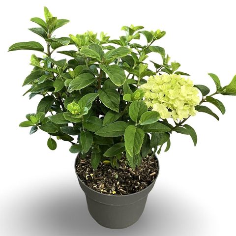 Hydrangea paniculata BOBO