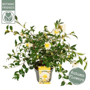 Camellia sasanqua 'White Premium'