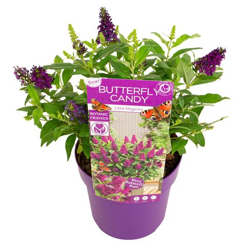 Buddleja davidii BUTTERFLY CANDY LITTLE MAGENTA
