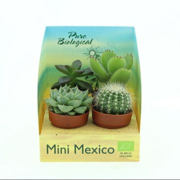 Succulente MIX