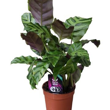 Calathea lietzei 'Greenstar'