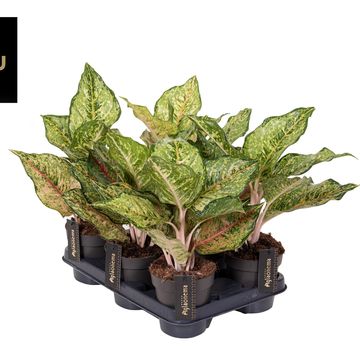 Aglaonema 'Pistachio Pink'