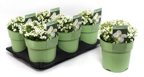 Arabis caucasica LITTLE TREASURE WHITE