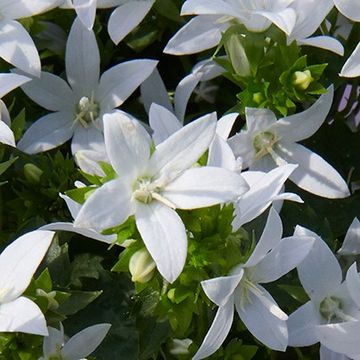 Campanula ADDENDA MIX