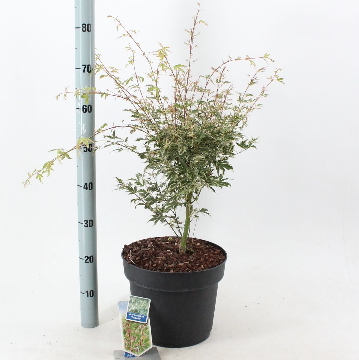 Acer palmatum 'Butterfly' — Plant Wholesale FlorAccess