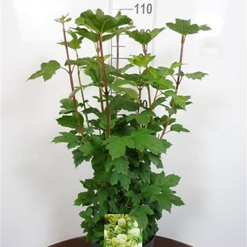 Viburnum opulus 'Roseum'