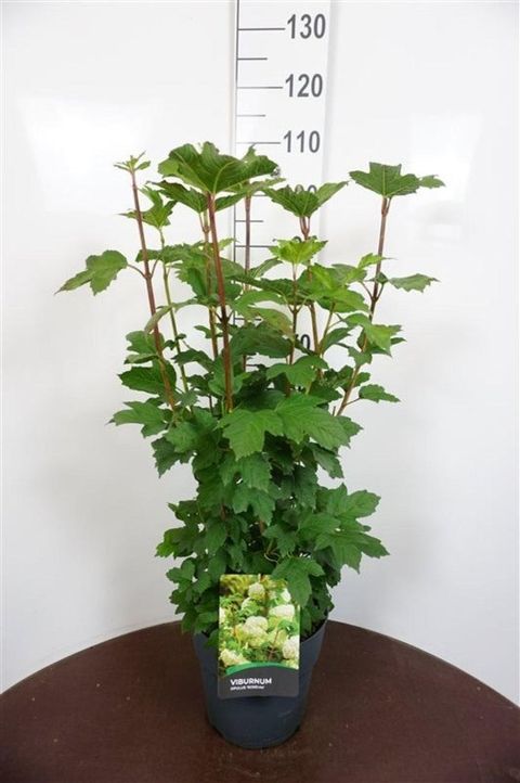 Viburnum opulus 'Roseum'