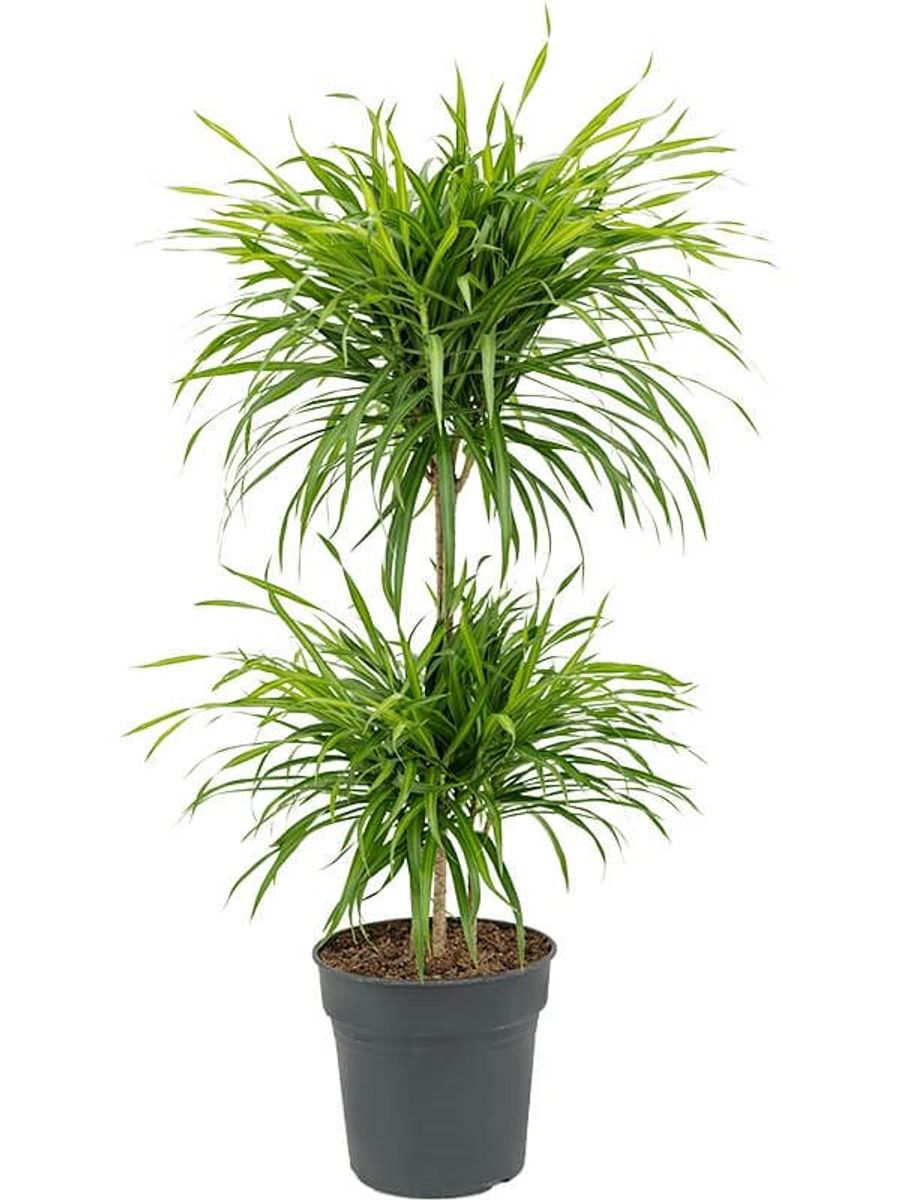 Dracaena reflexa Anita Variegata (P24 cm H90 - 110 cm) – Plant ...