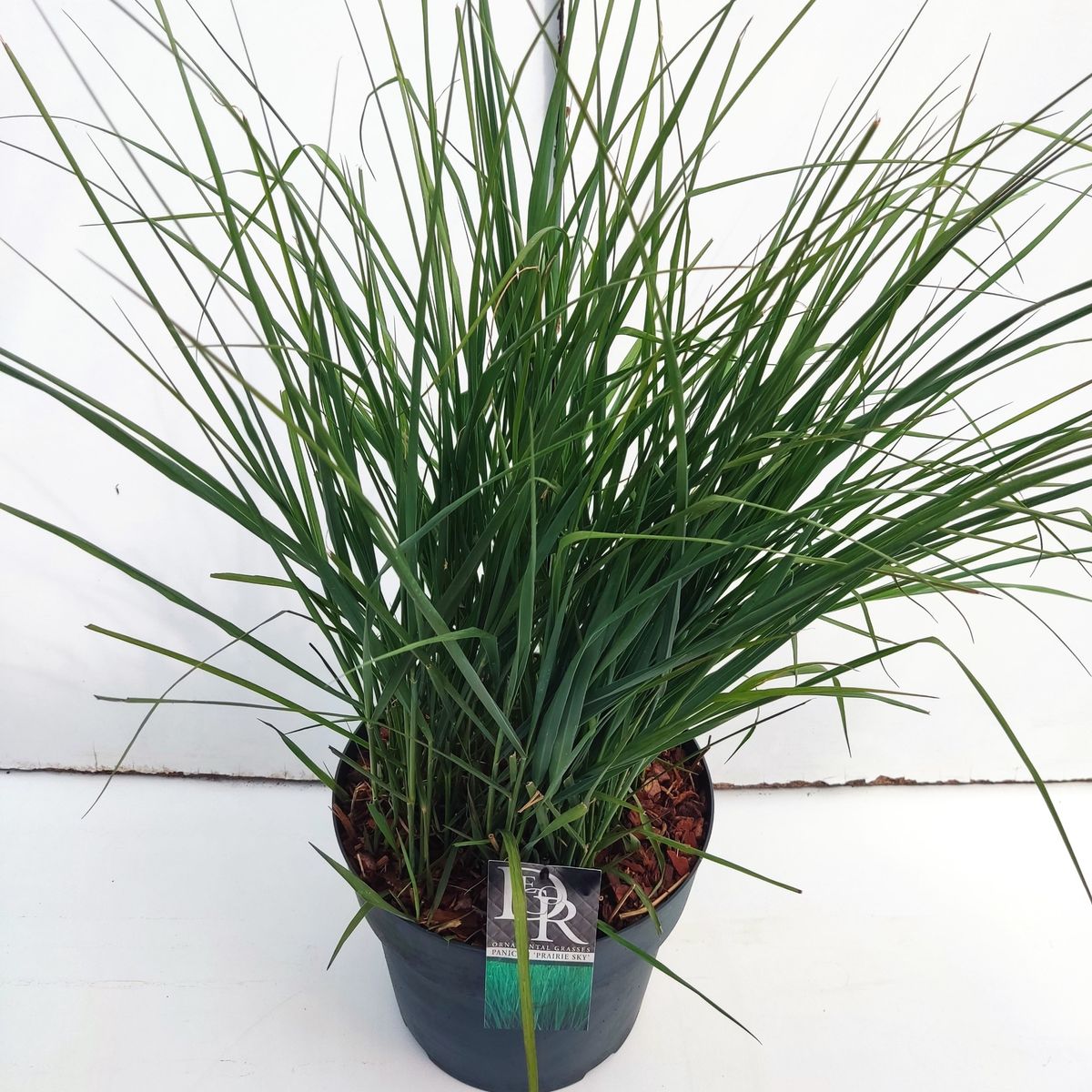 Panicum virgatum 'Prairie Sky' — Plant Wholesale FlorAccess