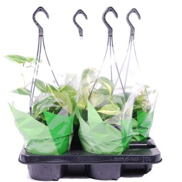 Filodendron scandens 'Brasil'