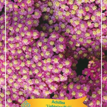 Achillea millefolium RAINBOW LIGHTNING PINK