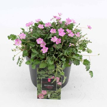 Erodium x variabile 'Bishop's Form'