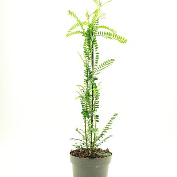 Sophora microphylla SUN KING