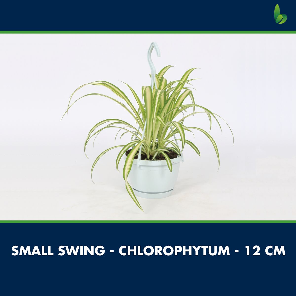 Chlorophytum Comosum Variegatum P13 Cm H25 Cm Plant Wholesale Floraccess