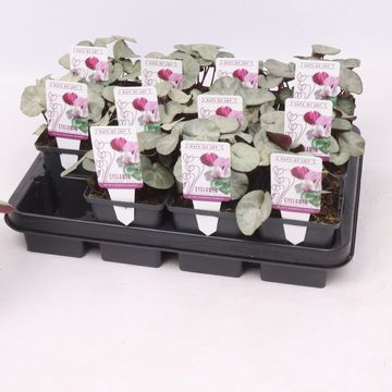 Cyclamen coum 'Silver Leaf Dark Pink'
