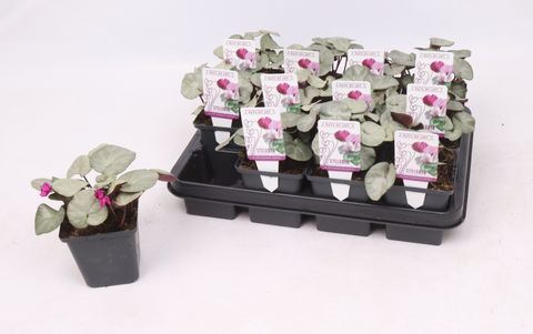 Cyclamen coum 'Silver Leaf Dark Pink'