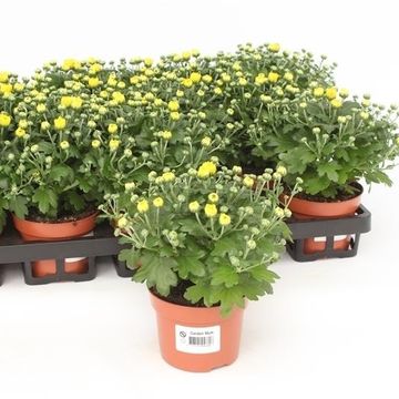 Chrysanthemum 'Braque Sunny'