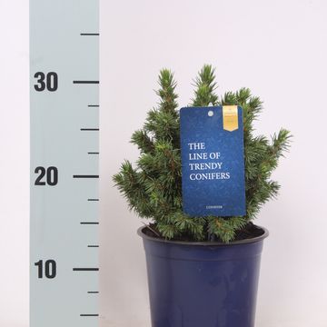 Picea glauca 'Альберта Глоб'