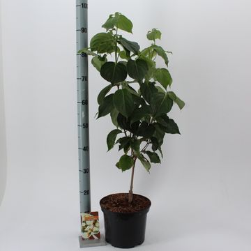 Cornus kousa 'Schmetterling'