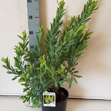 Leucadendron 'Inca Gold'