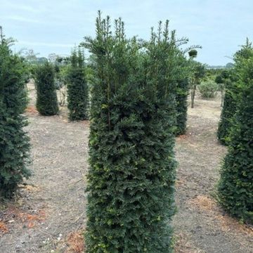 Taxus baccata