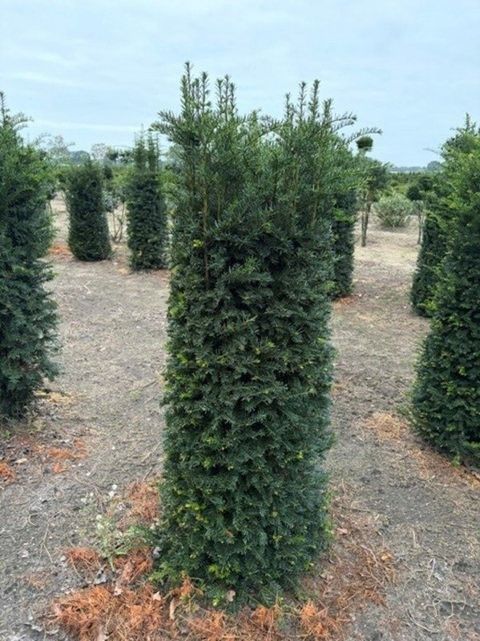 Taxus baccata