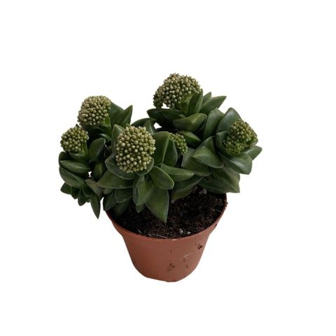 Crassula 'Springtime'