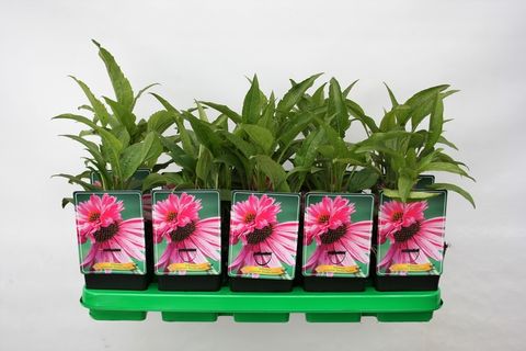 Echinacea purpurea 'Double-Decker'