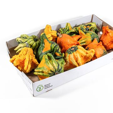 Cucurbita pepo MIX