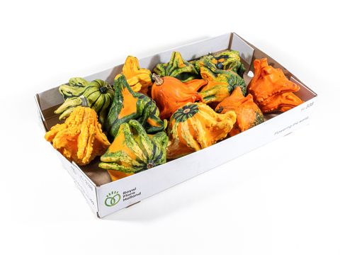 Cucurbita pepo MIX